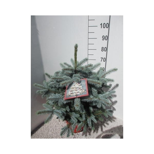 <h4>Picea pungens Super Blue 60-70 P30</h4>