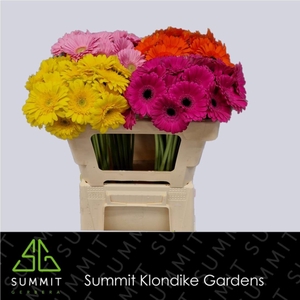 Germini Mix 4 kleuren Water