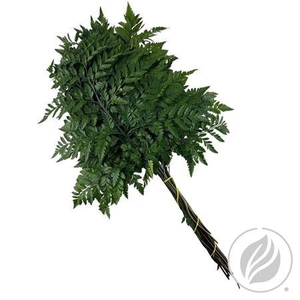 Leatherleaf Small (gt)