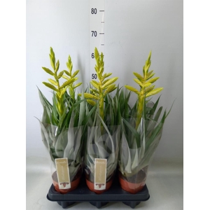 Tillandsia oerstediana