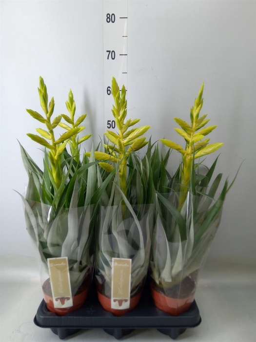 <h4>Tillandsia oerstediana</h4>