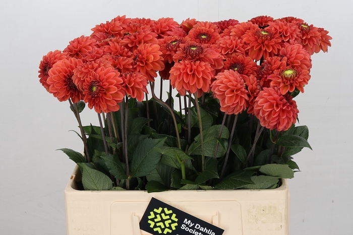 <h4>Dahlia Orange Fox</h4>