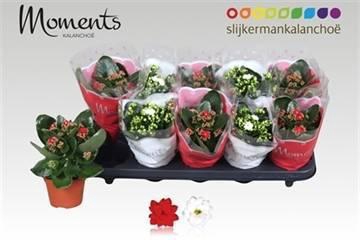 <h4>KAL GE GEM 2 KL</h4>