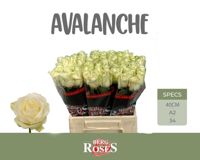 <h4>R GR AVALANCHE+ @ 40 cm A2</h4>