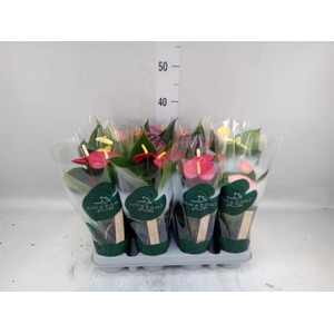 Anthurium   ...mix 4