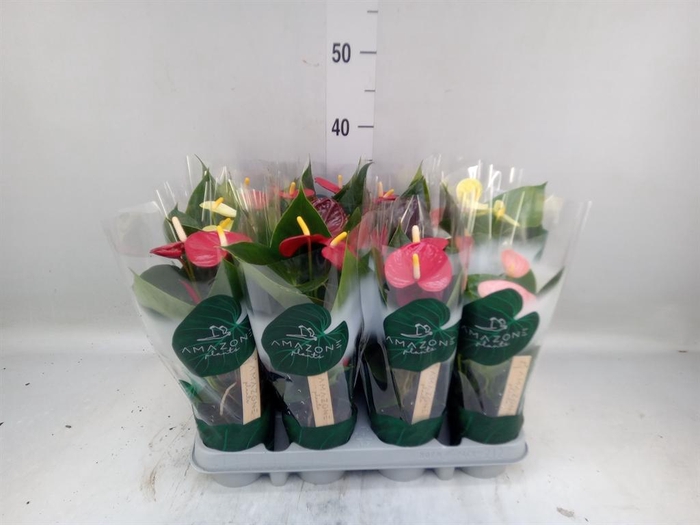 <h4>Anthurium   ...mix 4</h4>