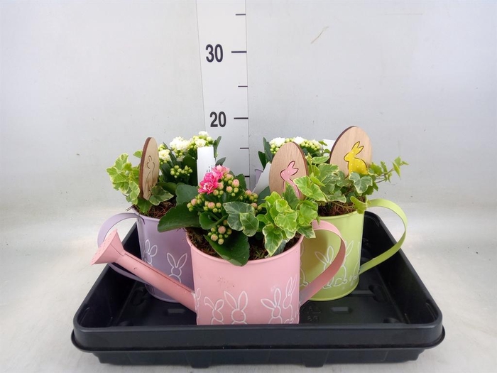 <h4>Arr. Planten L%</h4>