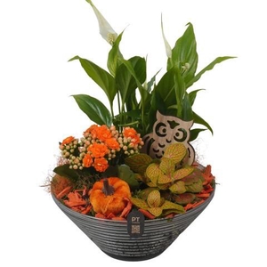 PTHG8259 Arrangement Autumn Glass in glas schaal
