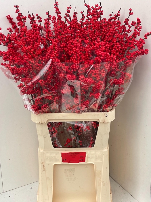 <h4>ILEX VE RODE BES</h4>