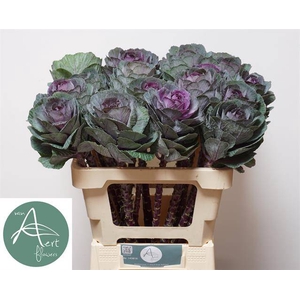 Brassica Red Crane Aert