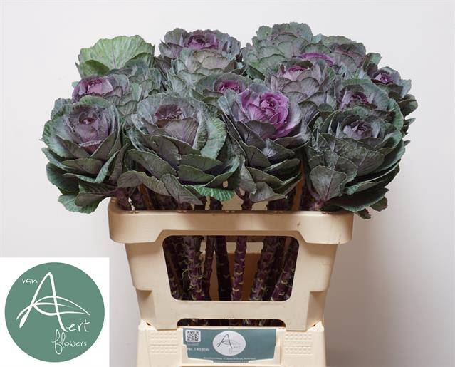 <h4>Brassica Red Crane Aert</h4>