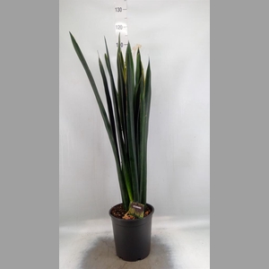 Sansevieria   ...