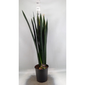 Sansevieria   ...