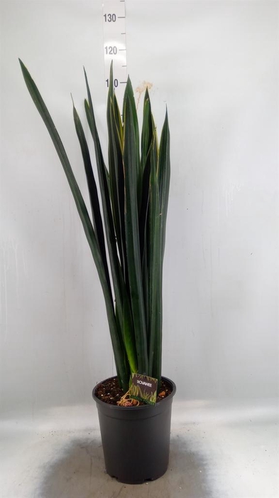 <h4>Sansevieria   ...</h4>