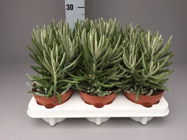 <h4>Senecio   ...</h4>