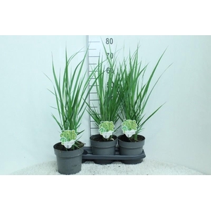 Panicum Virgatum Totem Pole Northwind