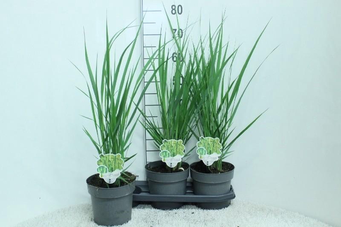 <h4>Panicum Virgatum Totem Pole Northwind</h4>