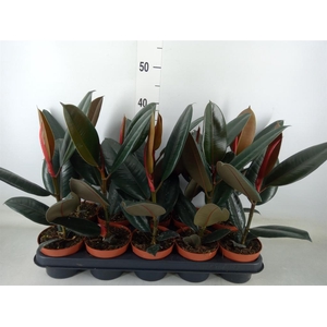 Ficus elastica 'Abidjan'