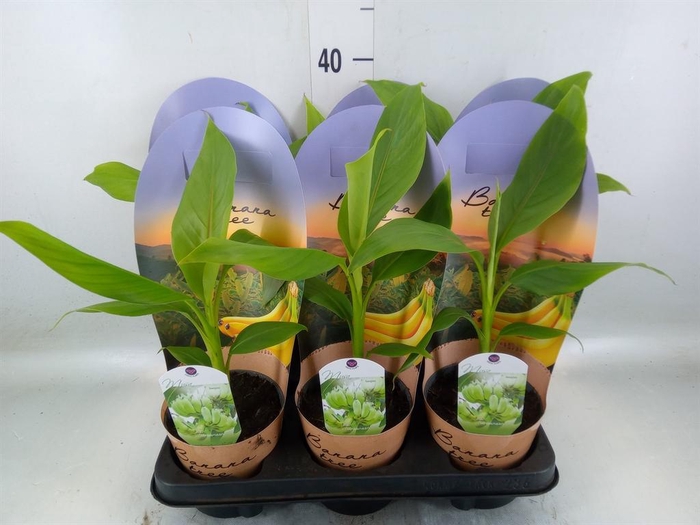 <h4>Musa basjoo</h4>