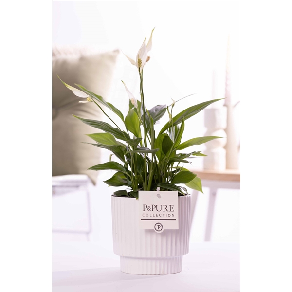 <h4>Spathiphyllum in P&PURE Ivy ceramics shiny white</h4>