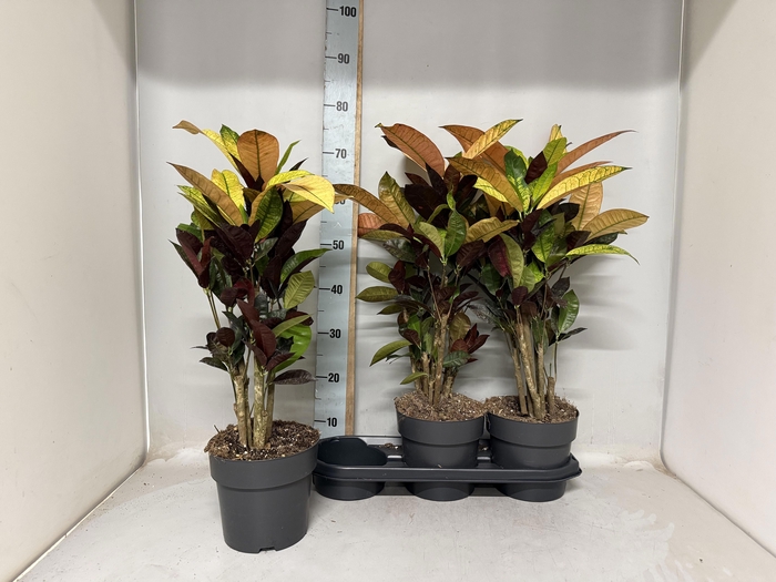 <h4>COD KL MRS ICETON</h4>