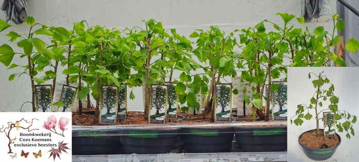 <h4>Ginkgo bilo. overig</h4>