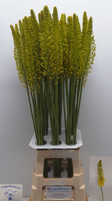 <h4>EREMURUS STENOPHYLLU</h4>