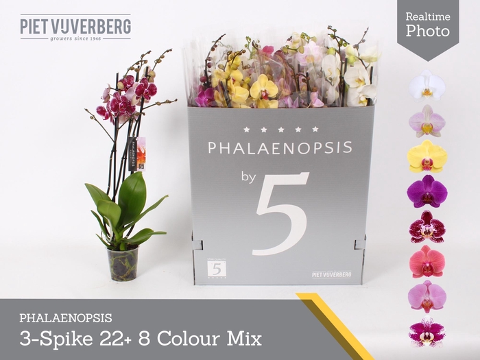 <h4>PHAL GEM 8 KL</h4>