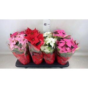 Euphorbia pulc.   ...mix  4