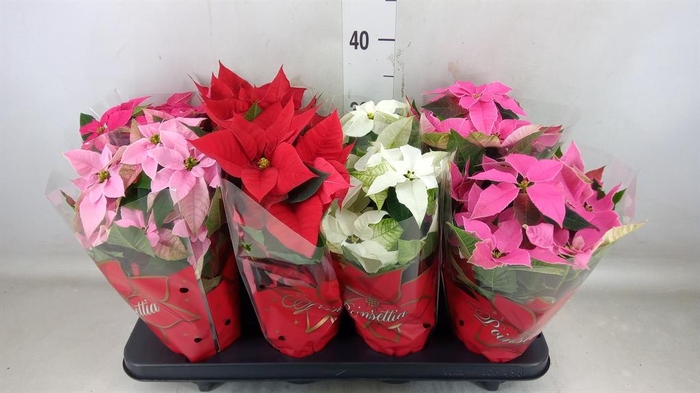 <h4>Euphorbia pulc. ...mix 4</h4>