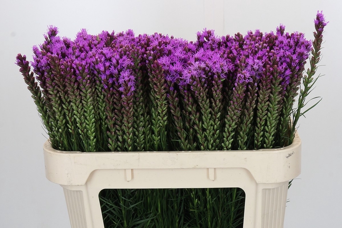 <h4>Liatris Callilepis Forest Lodge</h4>