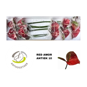 Anthurium Red Amor