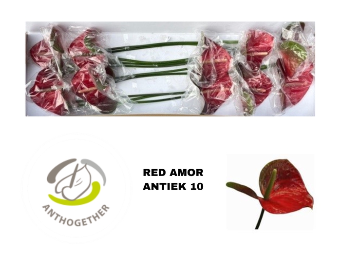 <h4>Anthurium Red Amor</h4>
