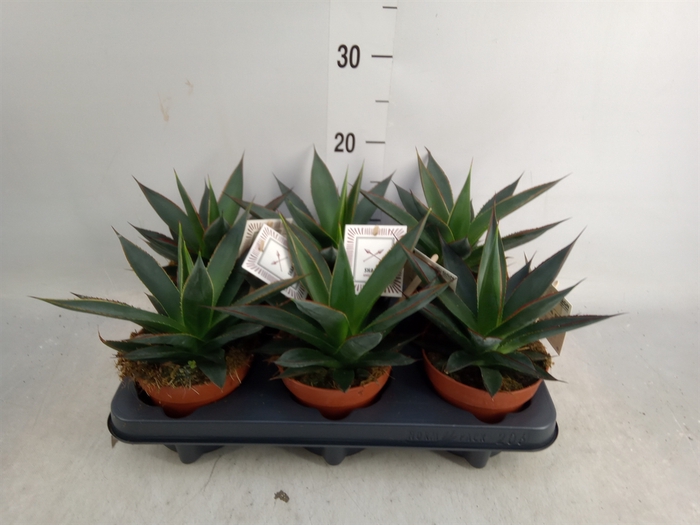 <h4>Agave  'Shaka Zulu'</h4>