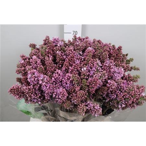 Syr V R V Horstenst 2+