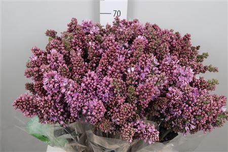 <h4>Syr V R V Horstenst 2+</h4>