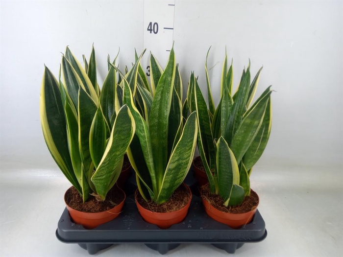<h4>Sansevieria  'Star Canary'</h4>