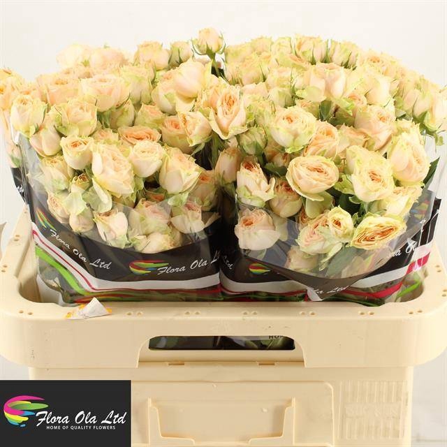 <h4>R Tr Holly Flora Ola</h4>