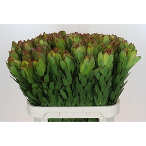 LEUCAD SAF GOLDSTRIK