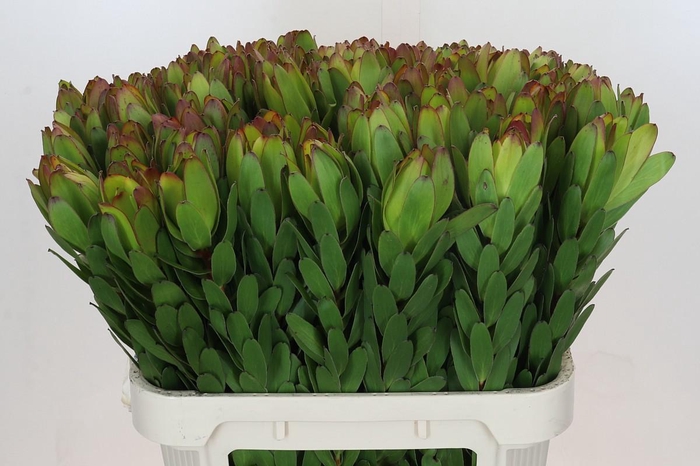 <h4>LEUCAD SAF GOLDSTRIK</h4>