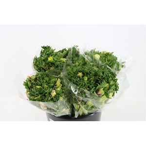 Anem Marianne Pastel