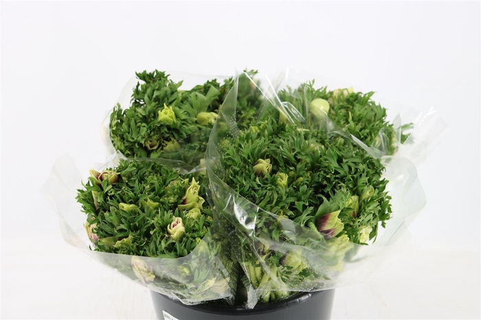 <h4>Anem Marianne Pastel</h4>