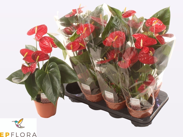 <h4>ANTHU A JAMBO RED</h4>