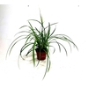 Carex morrowii Ice Dance