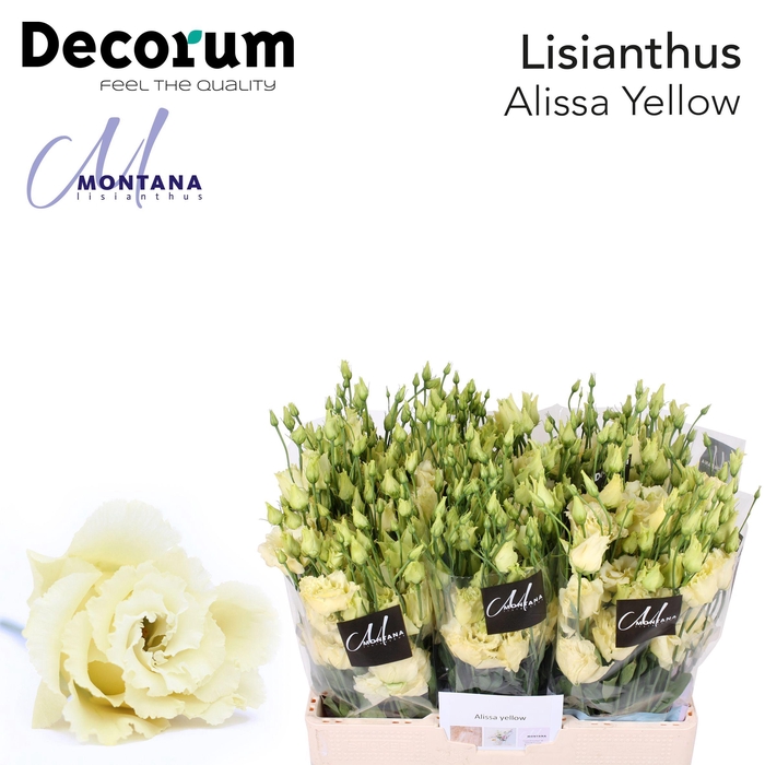<h4>Lisianthus Alissa yellow 60cm</h4>