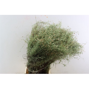 Thym Falso 300gr P Bunch