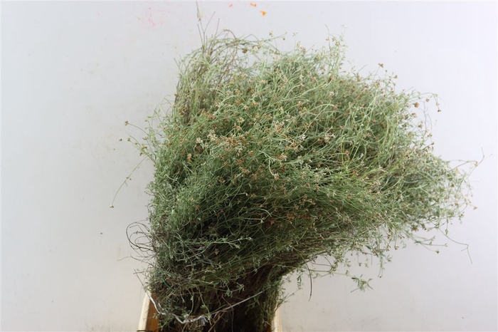 <h4>Thym Falso 300gr P Bunch</h4>