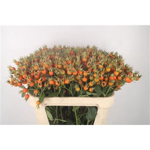 Rosa Pumpkin Orange