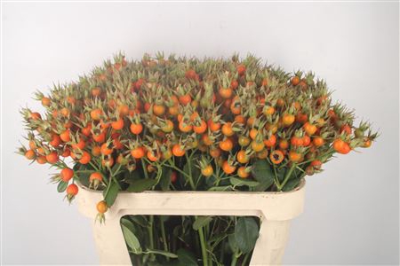 <h4>Rosa Pumpkin Orange</h4>