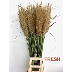 Cortaderia Se Early Maja